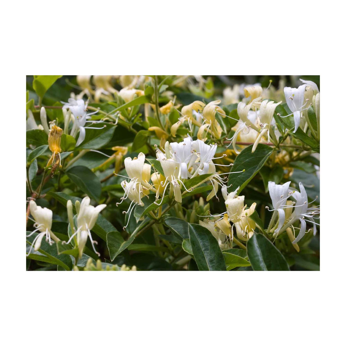 10x 100g Plant Oil Soap Honeysuckle Scent Pure Vegetable Base Bar Australian-1
