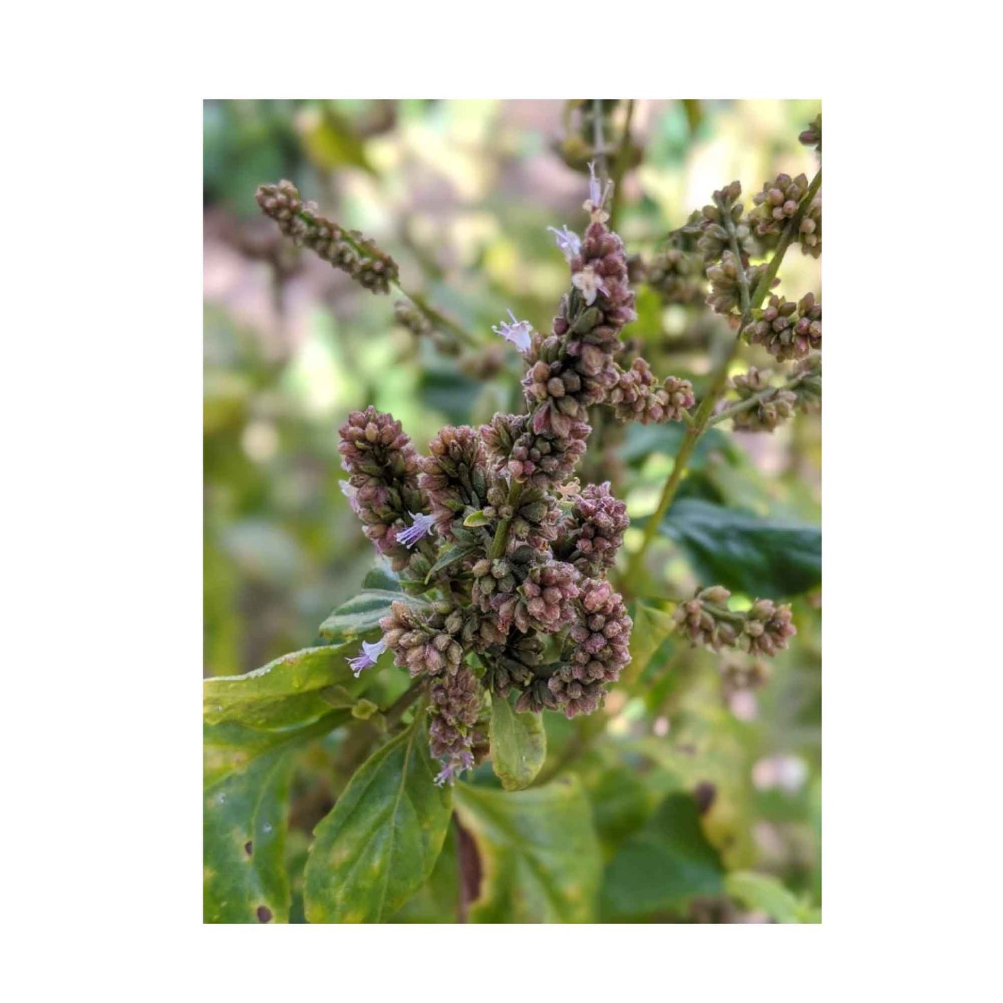 4x 100g Plant Oil Soap Patchouli Scent Pure Natural Vegetable Base Bar Australia-3