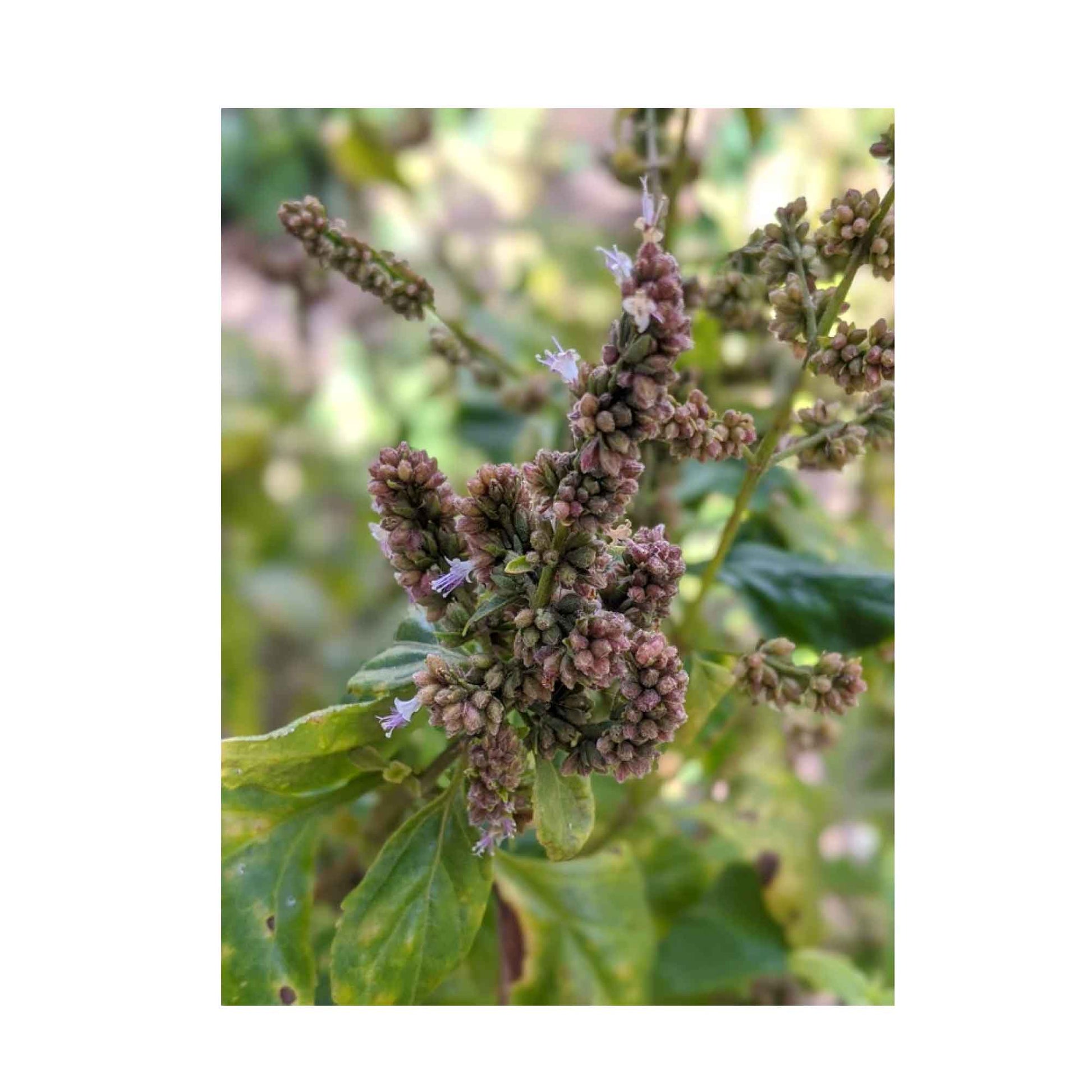 4x 100g Plant Oil Soap Patchouli Scent Pure Natural Vegetable Base Bar Australia-3