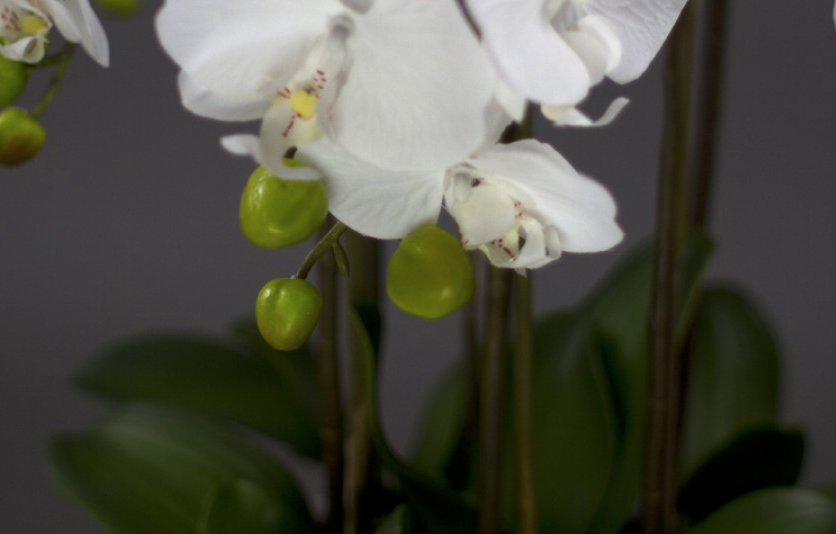 55cm Faux Phalaenopsis Orchid in Pot Artificial Plant Flower Home Office Decor-2