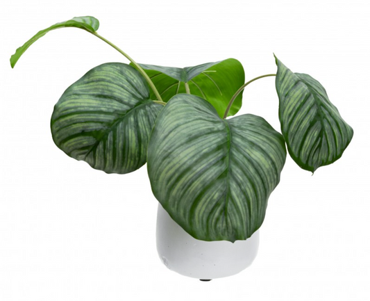 30cm Faux Calathea Bush in Ceramic Pot Artificial Plant Tabletop Flower Décor-0
