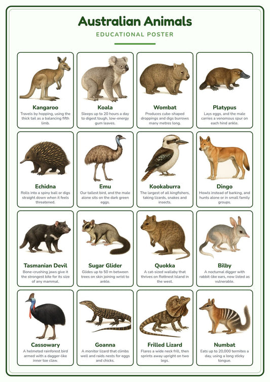 Australian Animals: A4 Matte Laminated Educational Poster Print - 210x297mm