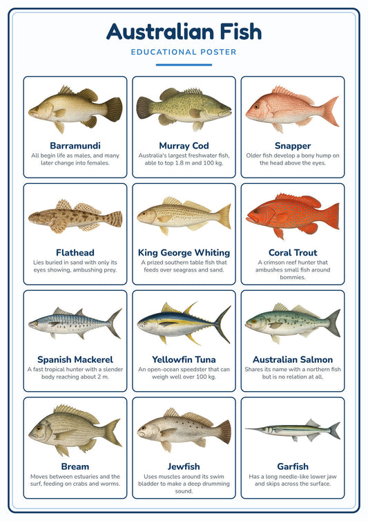 Australian Fish: A4 Matte Laminated Educational Poster Print - 210x297mm