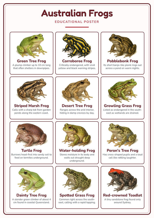 Australian Frogs: A4 Matte Laminated Educational Poster Print - 210x297mm
