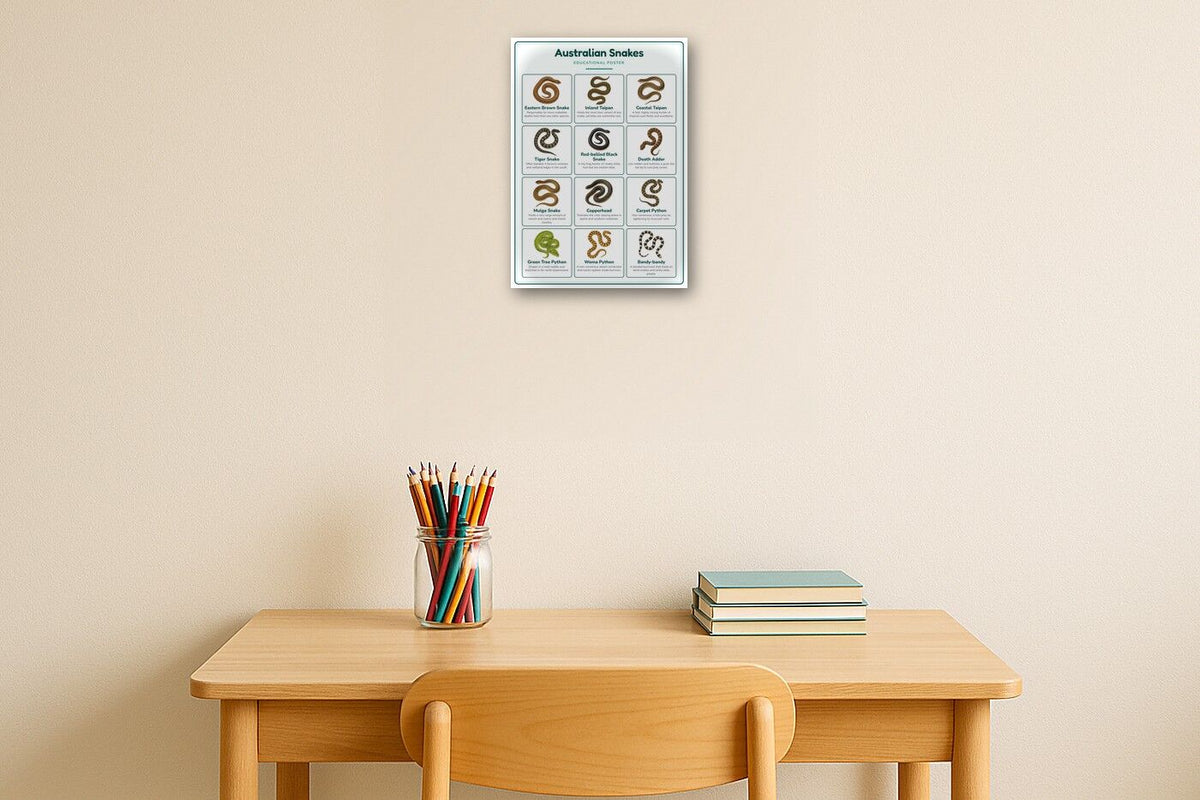 Australian Snakes: A4 Matte Laminated Educational Poster Print - 210x297mm