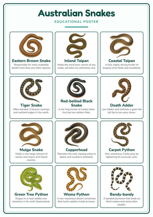 Australian Snakes: A4 Matte Laminated Educational Poster Print - 210x297mm