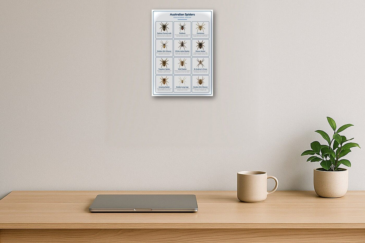 Australian Spiders: A4 Matte Laminated Educational Poster Print - 210x297mm