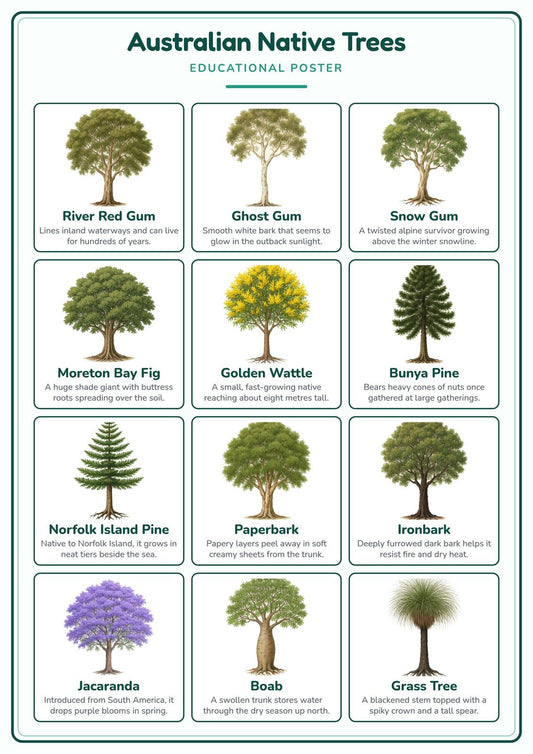 Australian Native Trees: A4 Matte Laminated Educational Poster Print - 210x297mm