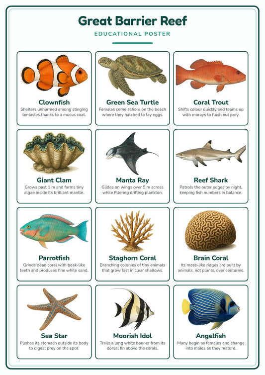 Great Barrier Reef: A4 Matte Laminated Educational Poster Print - 210x297mm