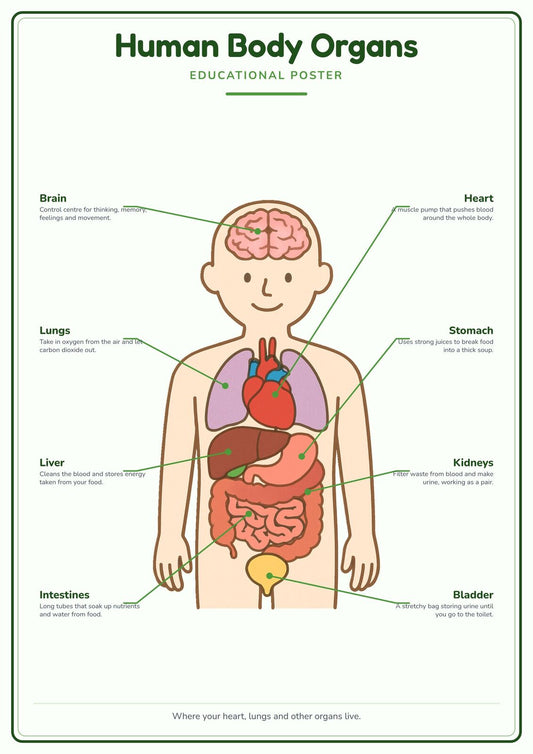 Human Body Organs: A4 Matte Laminated Educational Poster Print - 210x297mm
