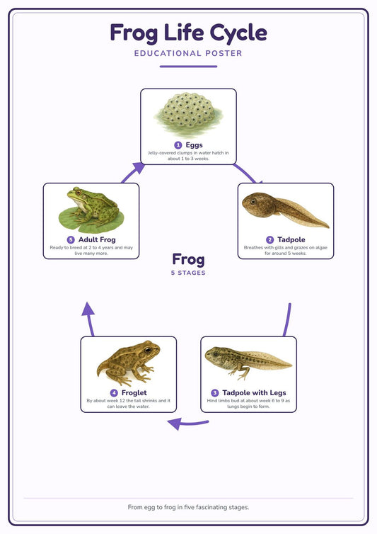 Frog Life Cycle: A4 Matte Laminated Educational Poster Print - 210x297mm
