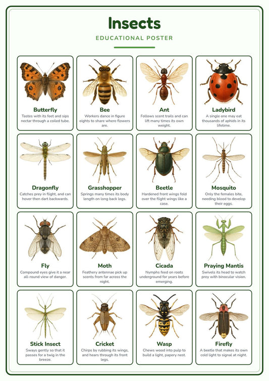 Insects: A4 Matte Laminated Educational Poster Print - 210x297mm