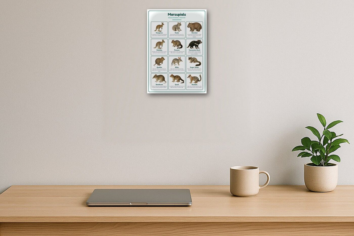 Marsupials: A4 Matte Laminated Educational Poster Print - 210x297mm