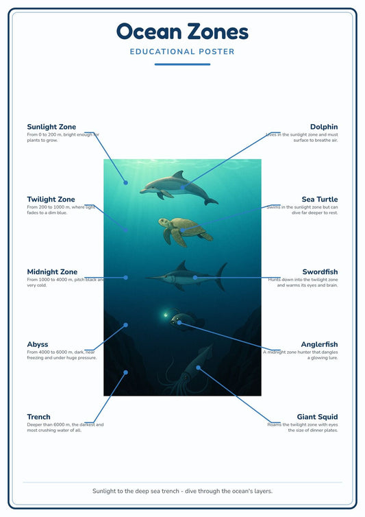 Ocean Zones: A4 Matte Laminated Educational Poster Print - 210x297mm