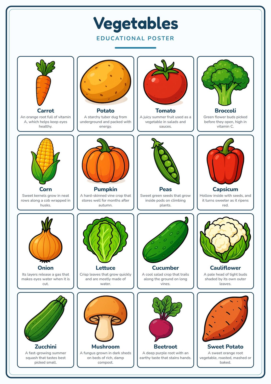Vegetables: A4 Matte Laminated Educational Poster Print - 210x297mm