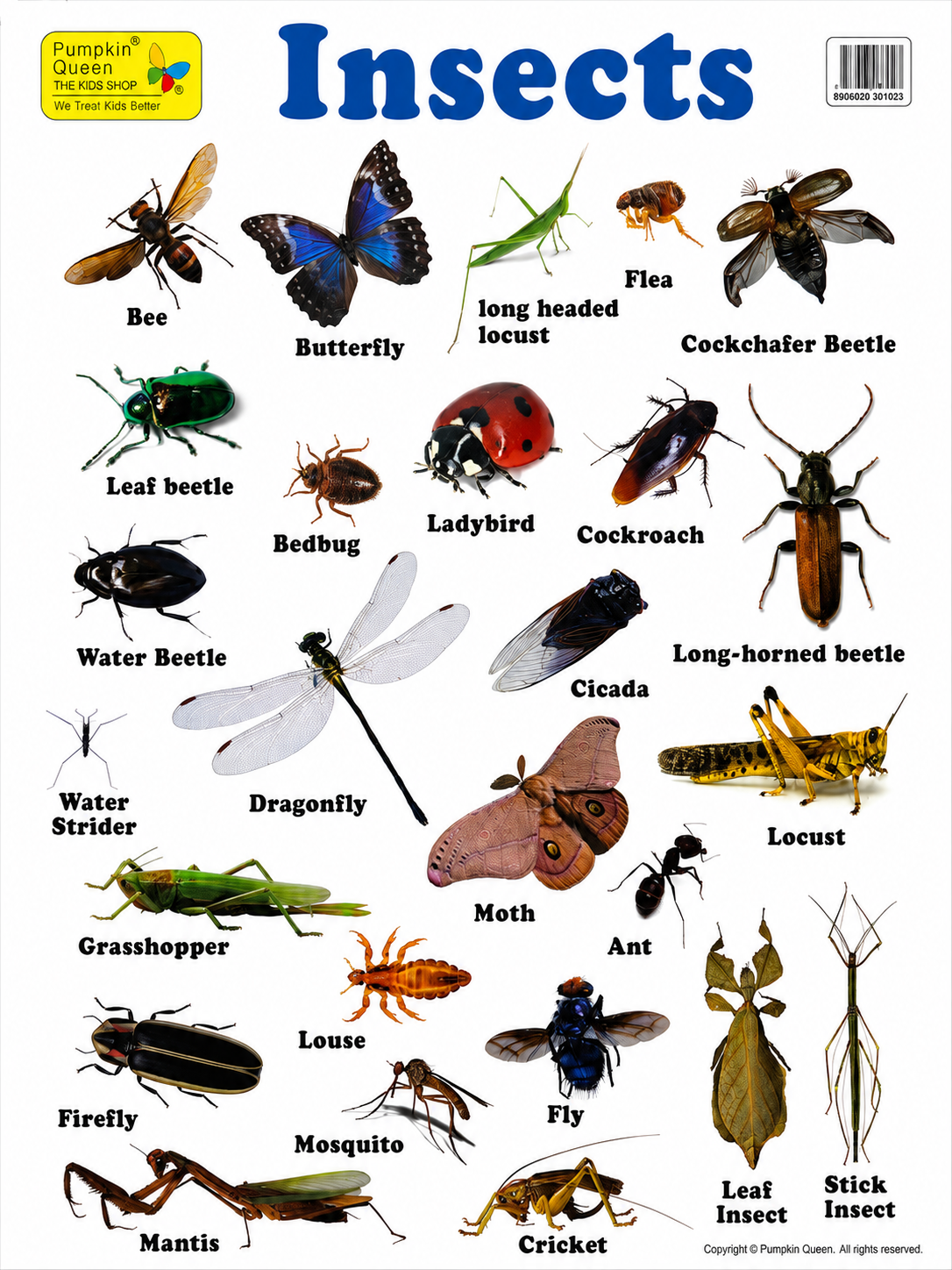 Large "Insects" Educational Poster - 73x52cm Size - Portrait (Printed by Pumpkin Queen)
