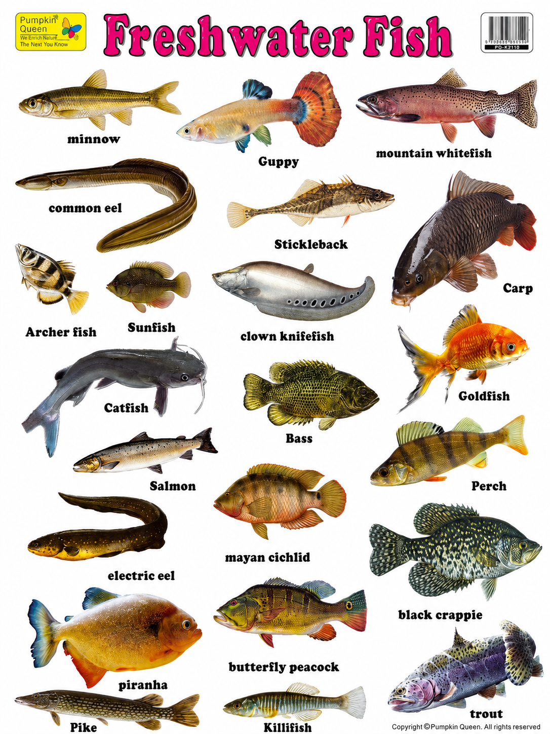 Large "Freshwater Fish" Educational Poster - 73x52cm Size - Portrait (Printed by Pumpkin Queen)