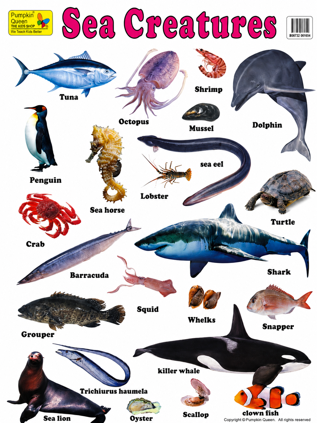 Large "Sea Creatures" Fish Educational Poster - 73x52cm Size - Portrait (Printed by Pumpkin Queen)