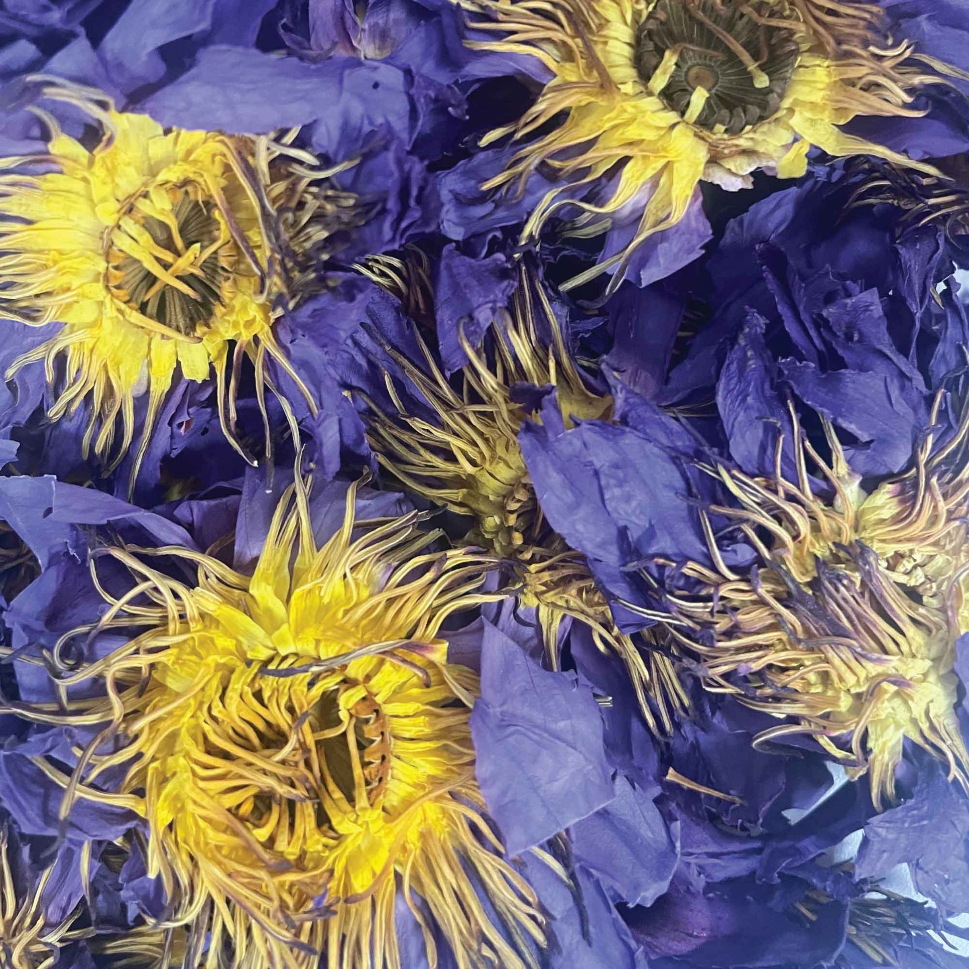 Orku 10g Dried Blue Lotus Flowers - Whole Open Lily Nymphaea Caerulea-2