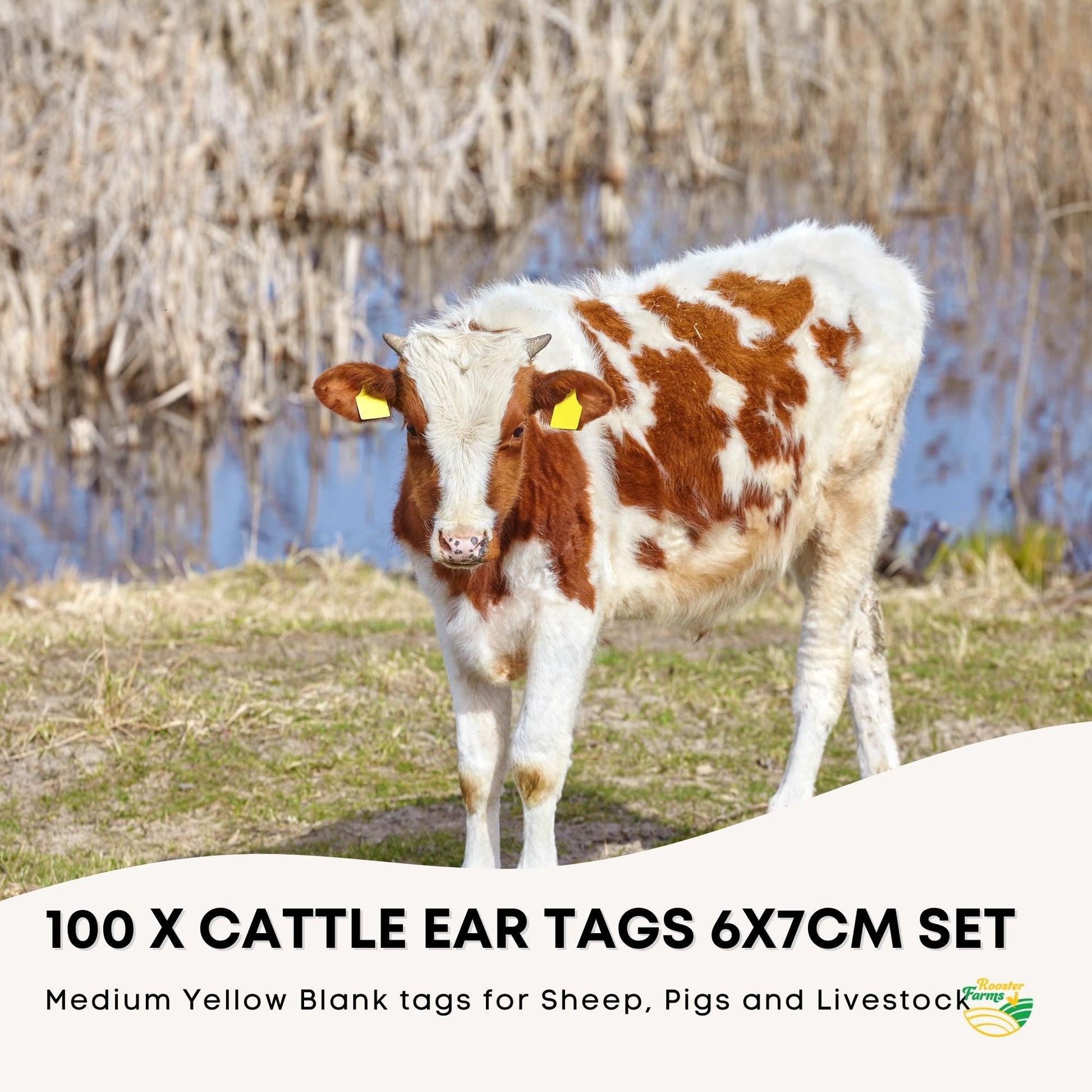 Rooster Farms 100x Cattle Ear Tags 6x7cm Livestock Set - Blank Yellow-1