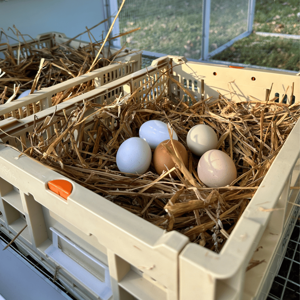 Rooster Farms Collapsible Chicken Nesting Box - 24cm x 30cm x 14.3cm-2