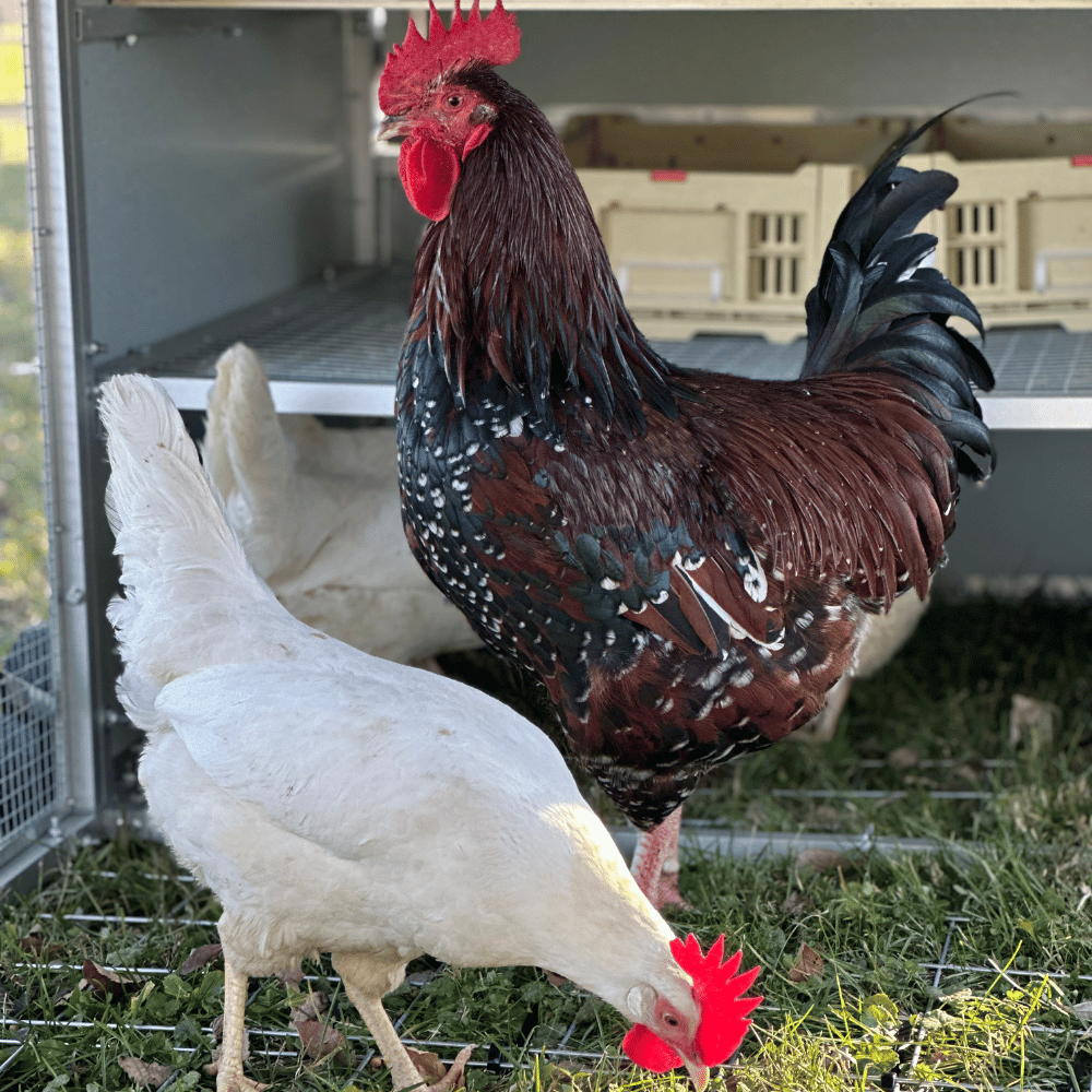 Rooster Farms Collapsible Chicken Nesting Box - 24cm x 30cm x 14.3cm-3