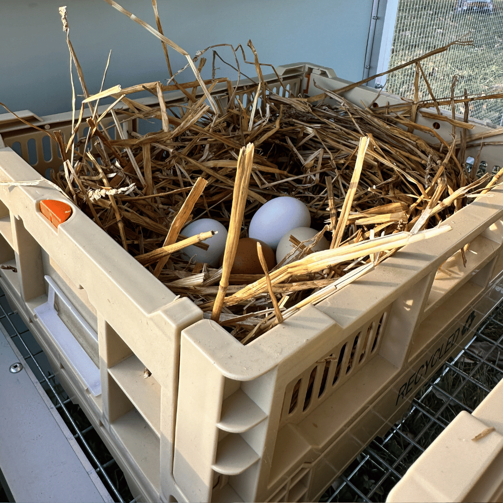 Rooster Farms Collapsible Chicken Nesting Box - 24cm x 30cm x 14.3cm-4
