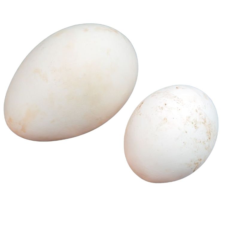 25 X Extra Large Clear Goose Egg Cartons For 4 Xl Eggs-3