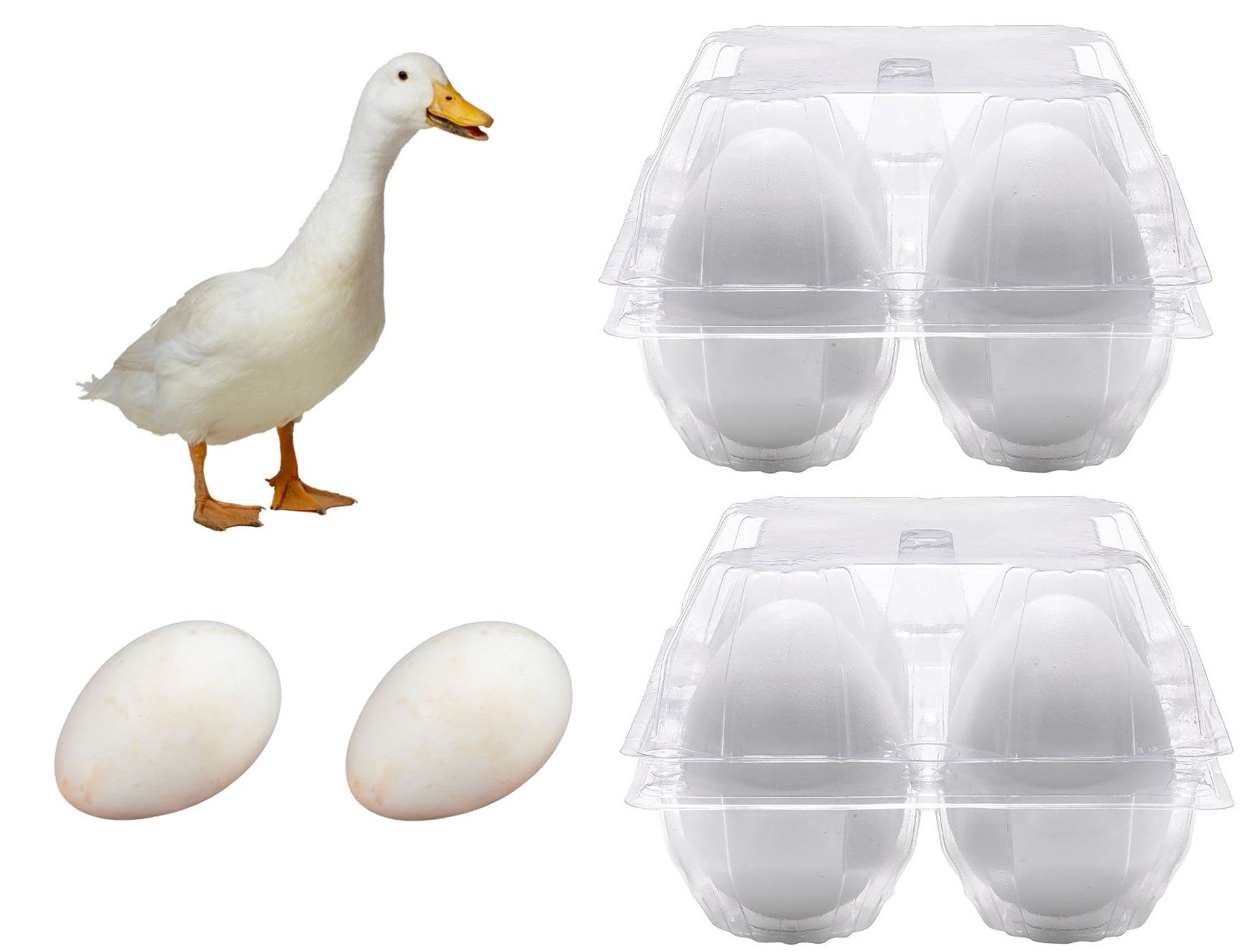 25 X Extra Large Clear Goose Egg Cartons For 4 Xl Eggs-0